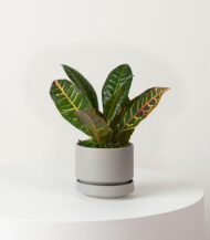 Golden Petra - Imagen 3