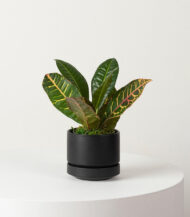 Organic Potting Mix - Imagen 5