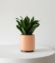 Organic Potting Mix - Imagen 4