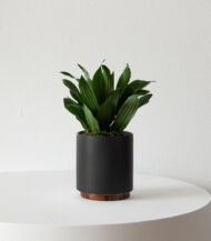 Dracaena Compacta - Imagen 3