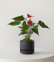 Anthurium – King of hearts - Imagen 4