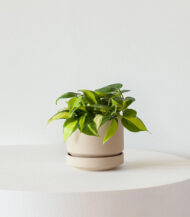 Organic Potting Mix - Imagen 3