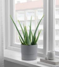 Neem Oil Natural Leaf Shine - Imagen 5