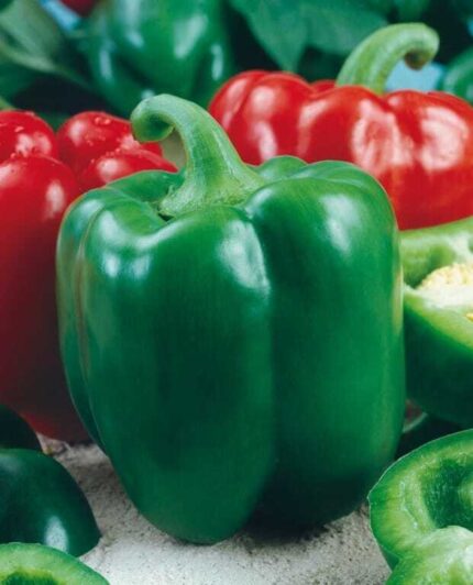Semillas de Pimiento California Wonder 300 TMR 100 Grs