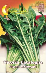 Semillas De Achicoria Cataluña Gigante De Chioggia