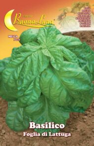 Semillas De Albahaca Hoja De Lechuga