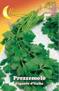 Semillas De Perejil Gigante De Italia