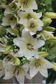 Bulbo de Lilium Blanco