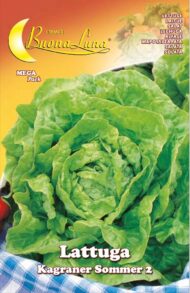 Semillas De Lechuga De Verano Kagran 3