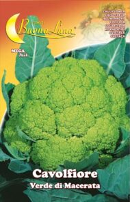 Semillas De Coliflor Verde De Macerata