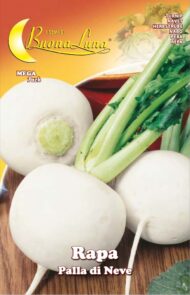 Semillas De Nabo De Bola De Nieve