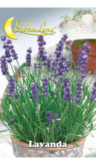 Semillas De Lavanda