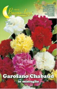 Semillas De Clavel Doble Chabaud en Mix