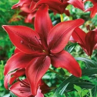 Bulbo de Lilium Rojo