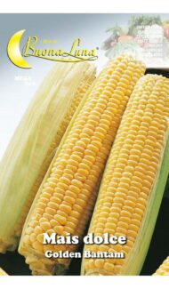 Semillas De Maíz Dulce