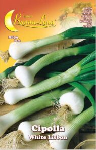 Semillas De Cebolla Blanca De Lisboa