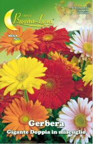 Semillas De Gerbera Gigante Doble Mix