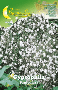 Semillas De Gipsofila Paniculata Perenne Doble