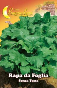 Semillas De Nabo De Forraje Sin Cabeza