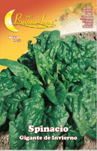 Semillas De Espinaca Gigante De Invierno