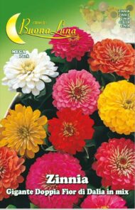 Semillas De Zinnia Gigante Doppia Fior Di Dalia Mix