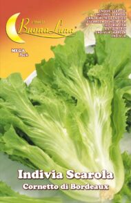 Semillas De Endivia Scarola Cornetto Di Bordeaux