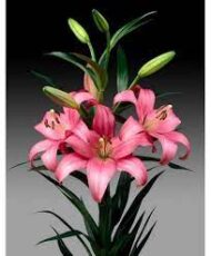 Bulbo de Lilium rosado
