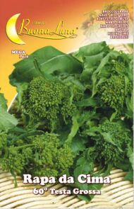 Semillas De Nabo Superior 60 ° Cabeza Grande