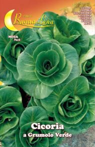 Semillas De Achicoria Grumolo Verde