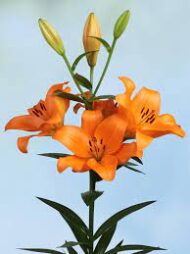 Bulbo de Lilium Naranjo