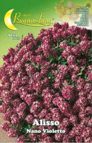 Semillas De Alisso Nano Violetto
