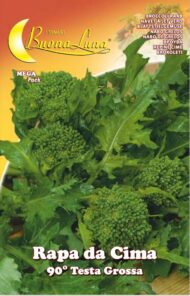 Semillas De Nabo Superior 90 ° Cabeza Grande