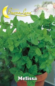 Semillas De Melissa Toronjil