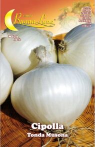 Semillas De Cebolla Blanca De Junio