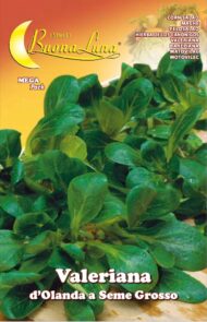 Semillas De Valeriana Holandesa Semilla Grande