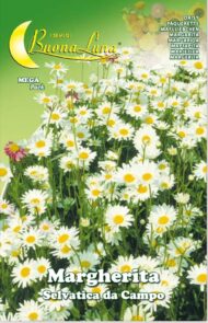 Semillas De Margarita Silvestre De Campo