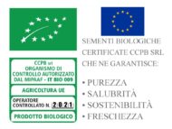 Semillas De Repollo Rojo Cabeza Negra 3