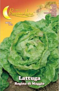 Semillas De Lechuga Reina Mayo