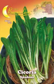 Semillas De Achicoria Spadona