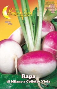 Semillas De Nabo De Milán Con Cuello Morado
