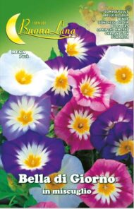 Semillas De Bella De Día