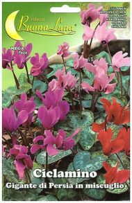 Semillas De Ciclamen Gigante De Persia