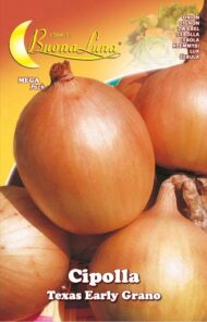 Semillas De Cebolla Texas Early Grano