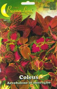 Semillas De Coleus Arcoiris Mix