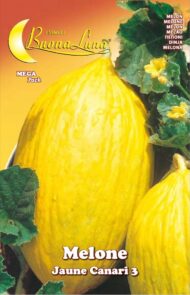 Semillas De Melón Jaune Canari 3