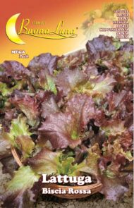 Semillas De Lechuga Biscia Roja