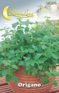 Semillas De Orégano