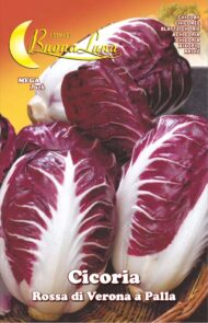 Semillas De Achicoria Bola Roja De Verona