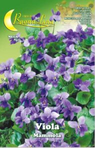 Semillas De Violeta Mammola
