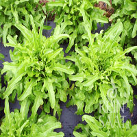Lechuga Catalogna Verde 100 Grs